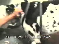 Curvy bitch jacking off a dog